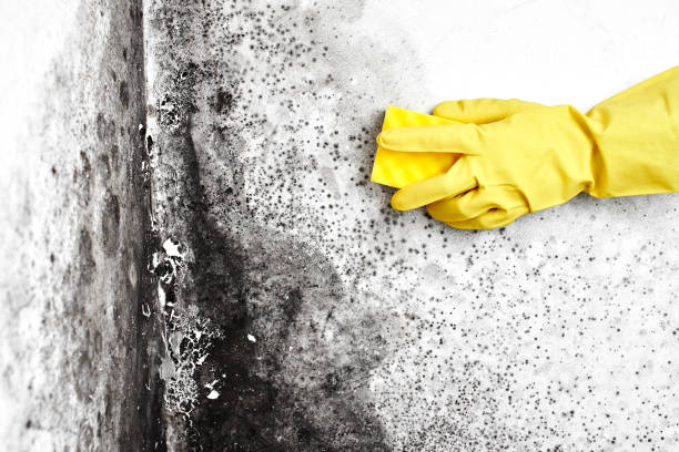 Best Toxic Mold Removal  in Queen Creek, AZ
