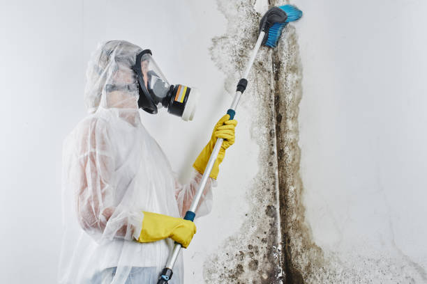 Professional Mold Removal in Queen Creek, AZ