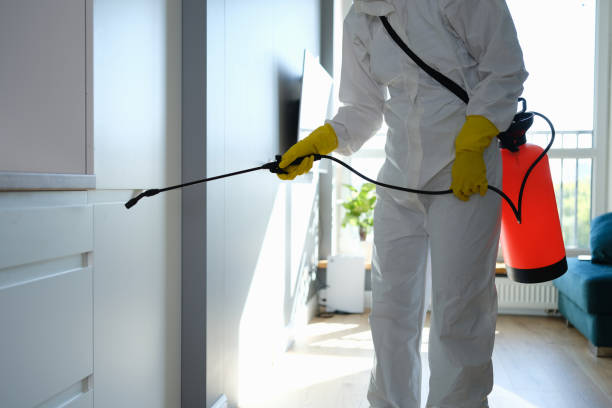 Best Residential Mold Removal  in Queen Creek, AZ