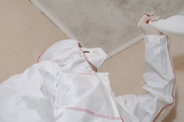 Mold Removal Process in Queen Creek, AZ