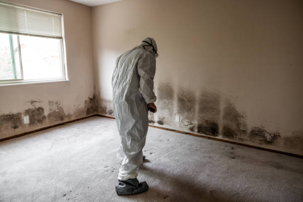 Best Commercial Mold Removal  in Queen Creek, AZ